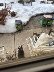 Found/Stray Unknown Cat last seen Bryan Street, Philadelphia, PA 19119