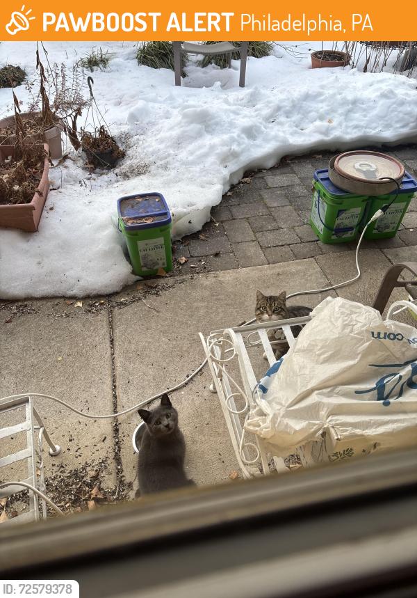 Found/Stray Unknown Cat last seen Bryan Street, Philadelphia, PA 19119