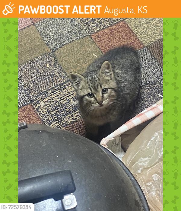 Found/Stray Unknown Cat last seen 1st Family Park, Augusta, KS 67010