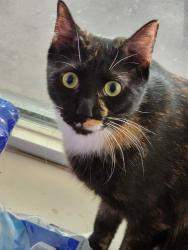 Reunited Male Cat last seen Delta Queen Dr & Greenhouse (Bear Creek Plantation), Katy, TX 77449