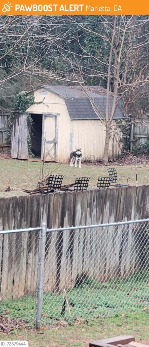 Found/Stray Unknown Dog last seen Addison Rd and Boyd Rd, Marietta, GA 30066