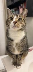 Lost Male Cat last seen Balsam rd , Jacksonville, NC 28546