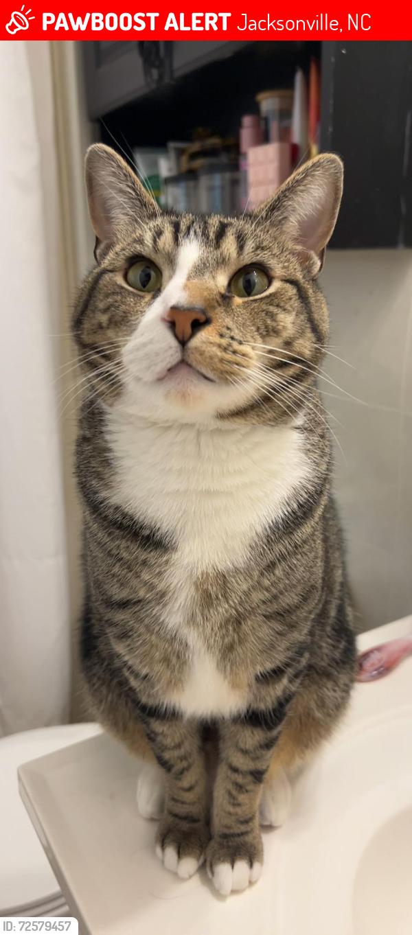Lost Male Cat last seen Balsam rd , Jacksonville, NC 28546