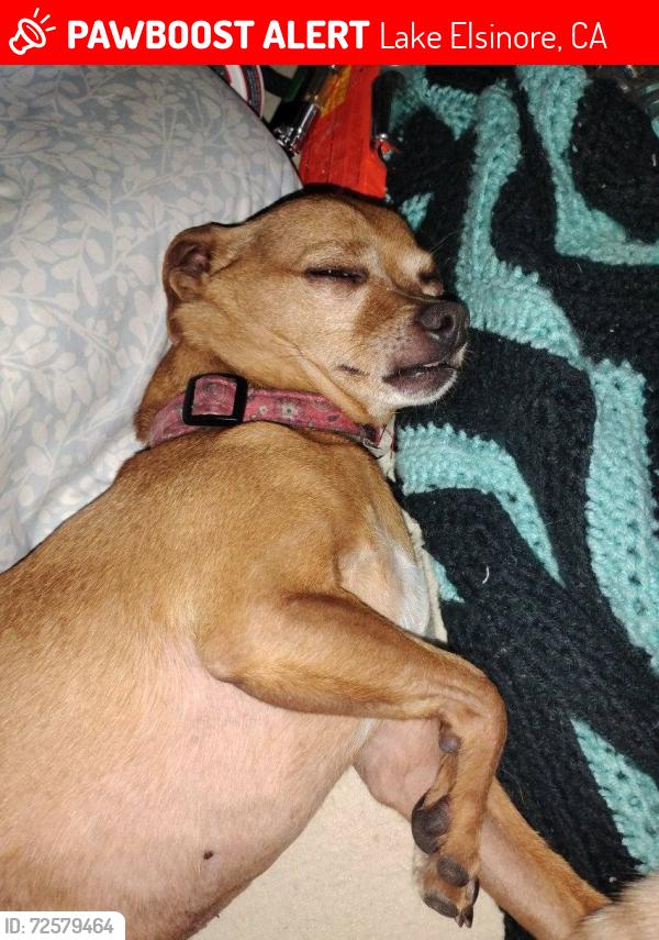 Lost Male Dog last seen Peppertree RV park on Stollman St., Lake Elsinore off of grand, Lake Elsinore, CA 92530