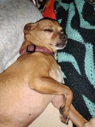 Lost Male Dog last seen Peppertree RV park on Stollman St., Lake Elsinore off of grand, Lake Elsinore, CA 92530