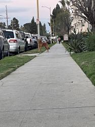 Lost Male Dog last seen Devonshire st  and Havenhurst ave  91344, Los Angeles, CA 91344