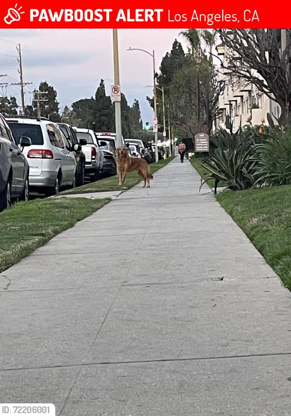 Lost Male Dog last seen Devonshire st  and Havenhurst ave  91344, Los Angeles, CA 91344