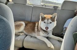 Lost Male Dog last seen Griffin Ferry Rd, Metter, GA 30439