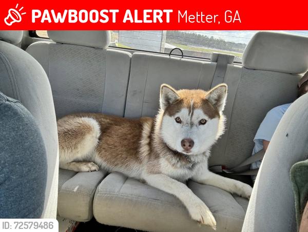 Lost Male Dog last seen Griffin Ferry Rd, Metter, GA 30439
