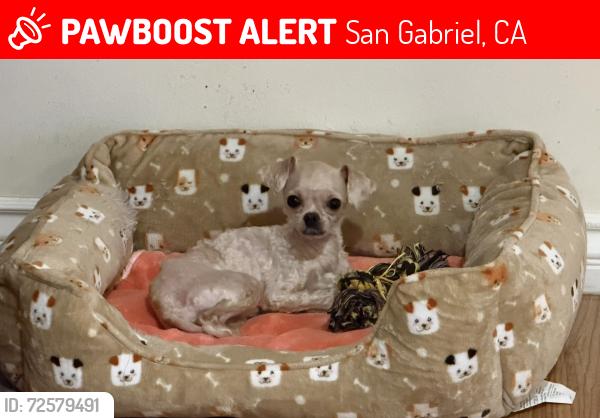 Lost Male Dog last seen Broadway Blvd, San Gabriel, CA 91776