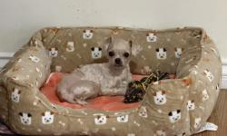 Lost Male Dog last seen Broadway Blvd, San Gabriel, CA 91776