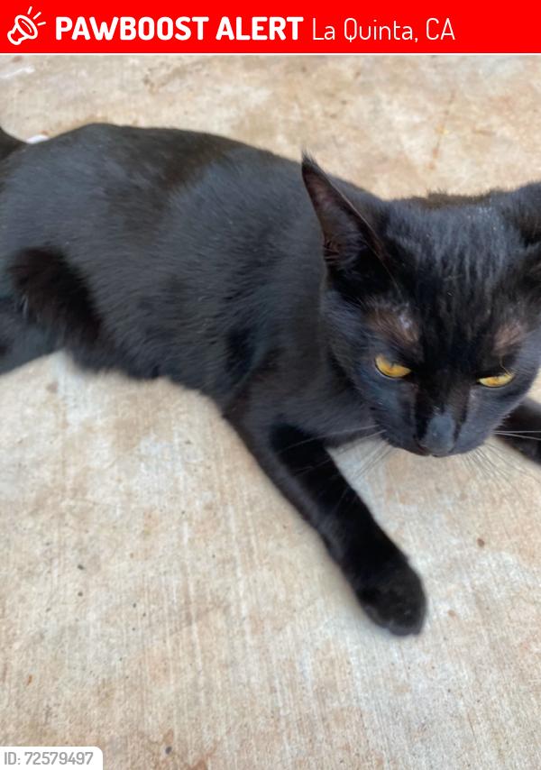Lost Female Cat last seen Sonora/ Ramirez , La Quinta, CA 92253