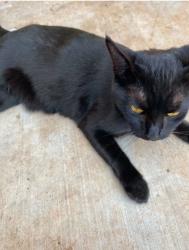 Lost Female Cat last seen Sonora/ Ramirez , La Quinta, CA 92253