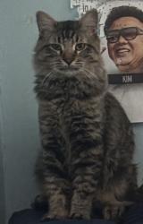 Lost Male Cat last seen 19th Terr n Maywood Ave in independence mo, Independence, MO 64052
