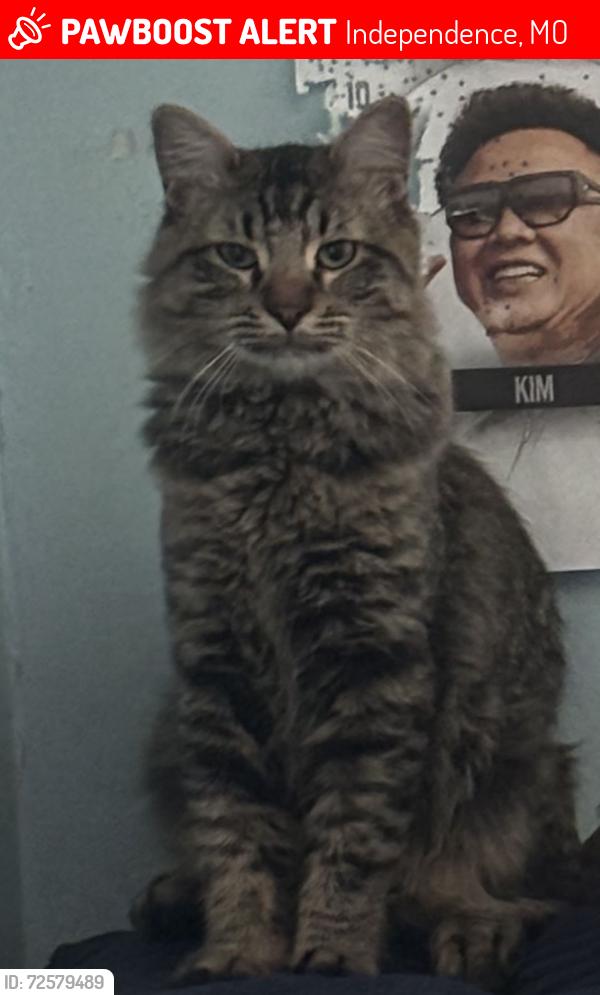 Lost Male Cat last seen 19th Terr n Maywood Ave in independence mo, Independence, MO 64052