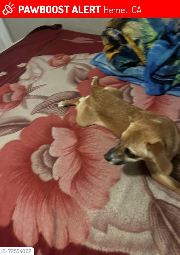 Lost Female Dog last seen Hemet, Hemet, CA 92544