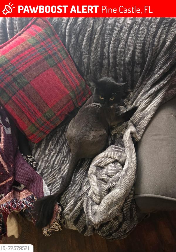 Lost Female Cat last seen Mary Jess, Pine Castle, FL 32839