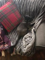 Lost Female Cat last seen Mary Jess, Pine Castle, FL 32839