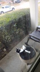 Lost Male Cat last seen Washington Dr, Crowley, TX 76036