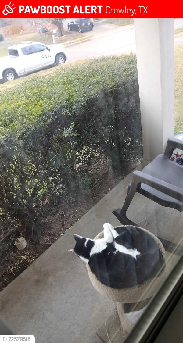 Lost Male Cat last seen Washington Dr, Crowley, TX 76036
