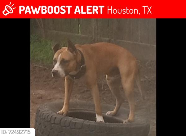Lost Male Dog last seen Walters and gears , Houston, TX 77067