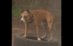 Lost Male Dog last seen Walters and gears , Houston, TX 77067