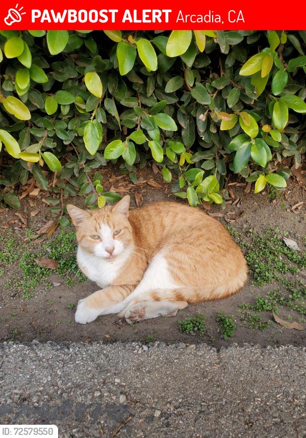 Lost Male Cat last seen Pal Mal, Halifax, Live Oak Avenue, Arcadia, CA 91780