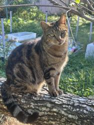 Lost Male Cat last seen Bacliff drive, chase park, Bacliff, TX 77518
