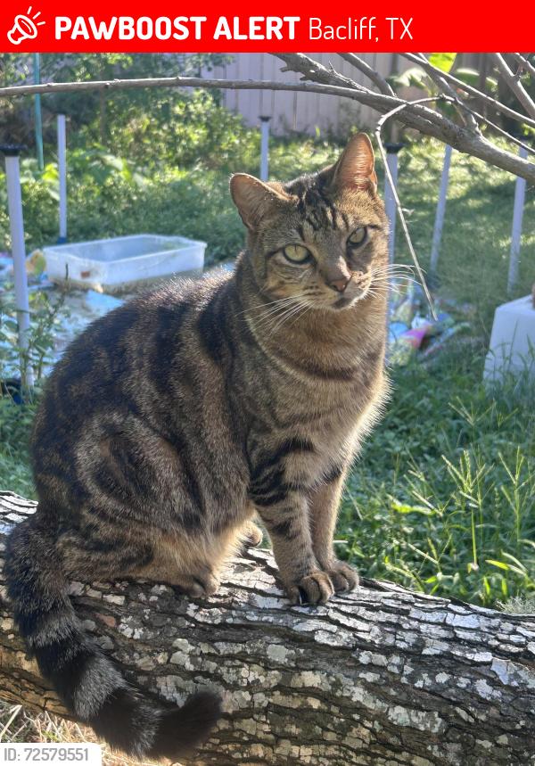 Lost Male Cat last seen Bacliff drive, chase park, Bacliff, TX 77518