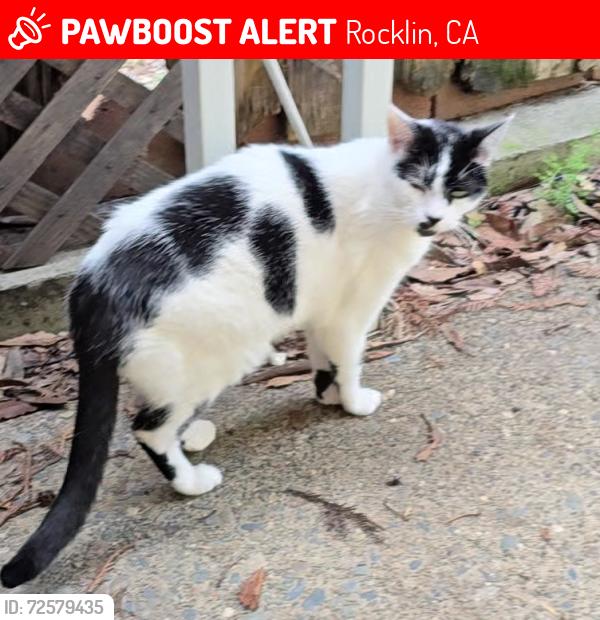 Lost Male Cat last seen Cedar Street and Grove Street, Rocklin, CA 95677