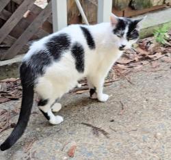 Lost Male Cat last seen Cedar Street and Grove Street, Rocklin, CA 95677