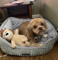 Lost Male Dog last seen NW 61st Street & Quapah, Oklahoma City, OK 73112