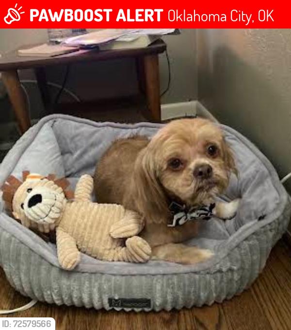 Lost Male Dog last seen NW 61st Street & Quapah, Oklahoma City, OK 73112