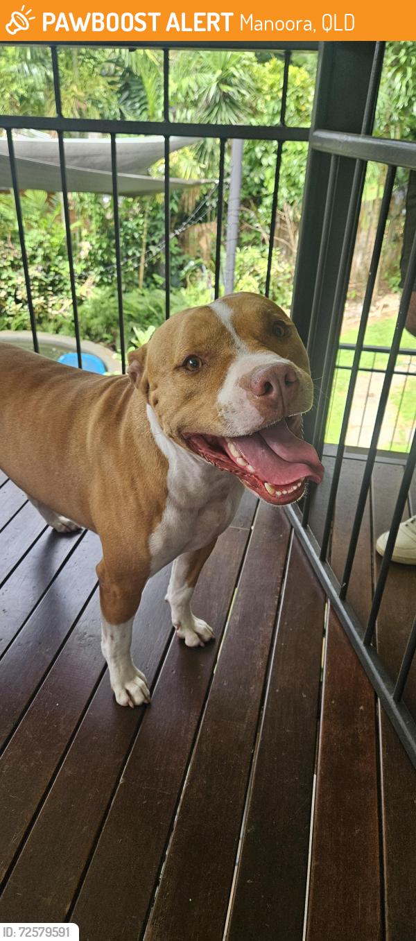 Found/Stray Male Dog last seen Reservoir Rd, manunda, Manoora, QLD 4870