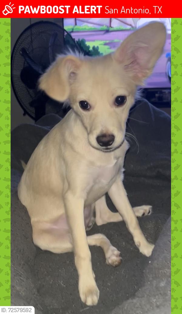 Lost Female Dog last seen Near W Cesar E Chavez Blvd San Antonio, TX  78207 United States, San Antonio, TX 78207