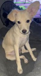 Lost Female Dog last seen Near W Cesar E Chavez Blvd San Antonio, TX  78207 United States, San Antonio, TX 78207