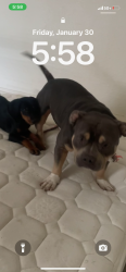 Lost Female Dog last seen Walmart, Tulsa, OK 74146