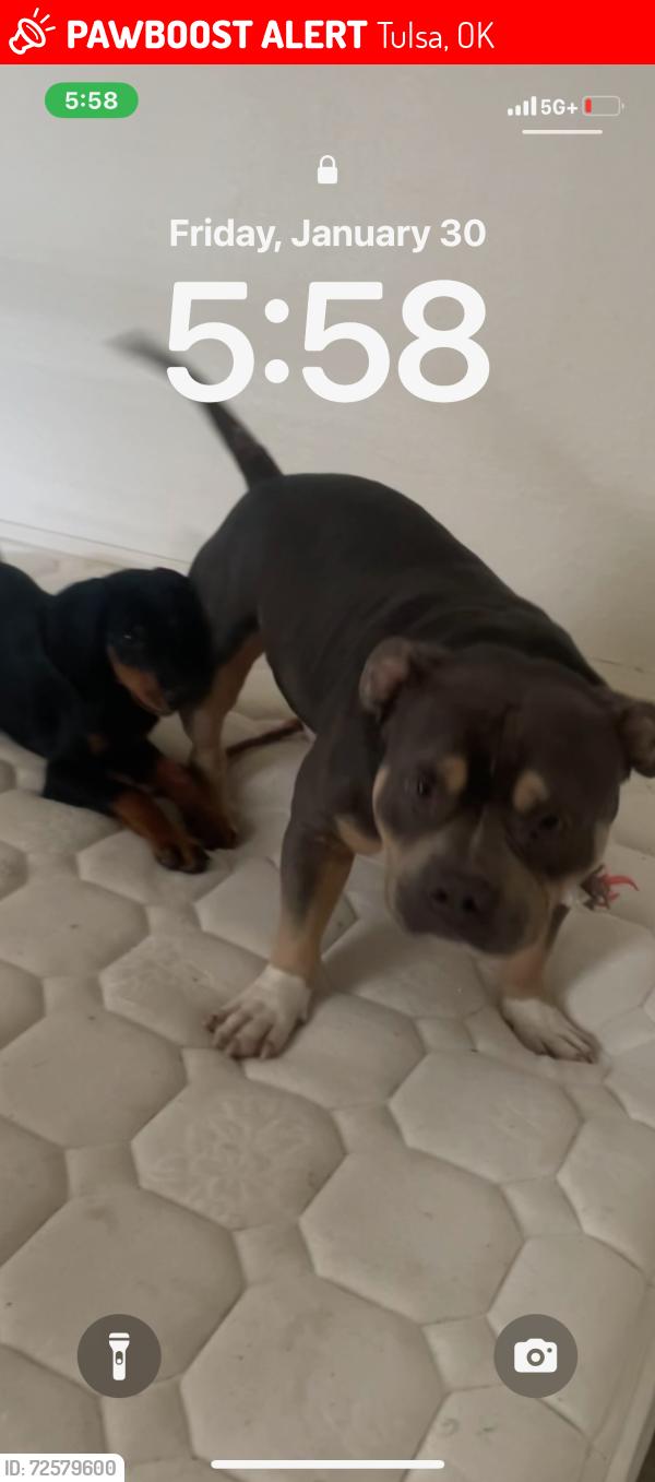 Lost Female Dog last seen Walmart, Tulsa, OK 74146