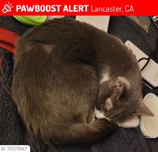 Lost Female Cat last seen J and 60th west. , Lancaster, CA 93536