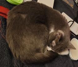 Lost Female Cat last seen J and 60th west. , Lancaster, CA 93536