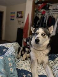 Lost Female Dog last seen Near Pierson Park in Turner, Kansas City, KS 66106