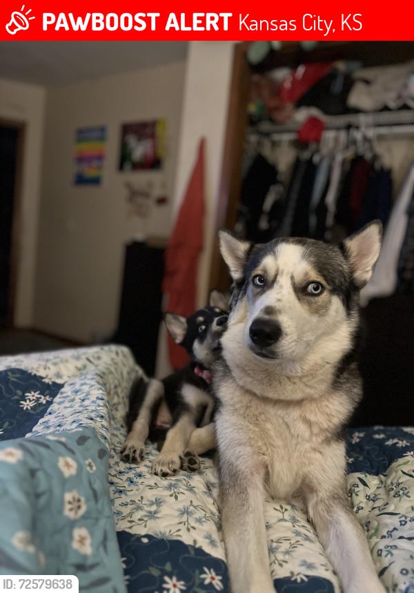 Lost Female Dog last seen Near Pierson Park in Turner, Kansas City, KS 66106