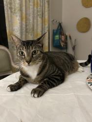 Lost Female Cat last seen Red bug Lake road, Deer run, Casselberry, FL 32707