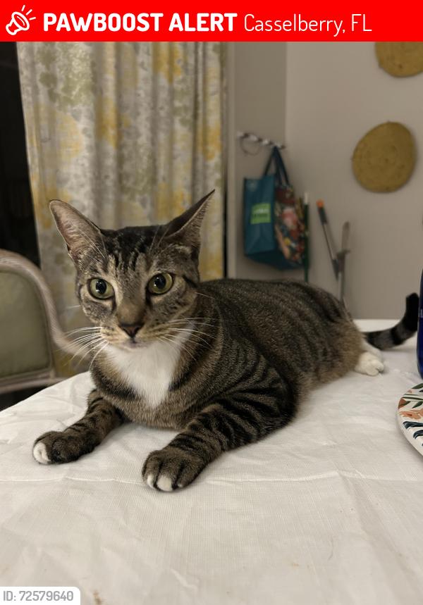 Lost Female Cat last seen Red bug Lake road, Deer run, Casselberry, FL 32707