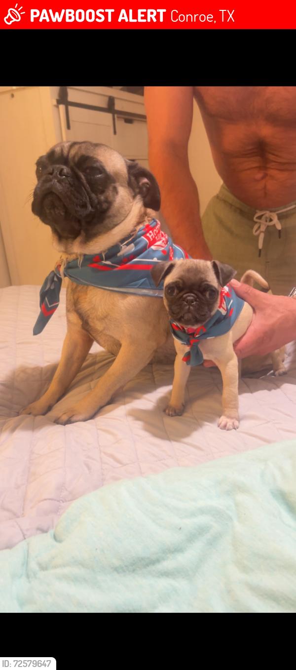 Lost Female Dog last seen Adam st by Mackenzie’s BBQ, Conroe, TX 77301