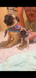 Lost Female Dog last seen Adam st by Mackenzie’s BBQ, Conroe, TX 77301
