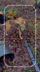 Lost Male Dog last seen Mount Zion church road near D6 provision, Lincoln County, NC 28080