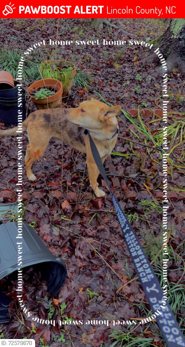 Lost Male Dog last seen Mount Zion church road near D6 provision, Lincoln County, NC 28080
