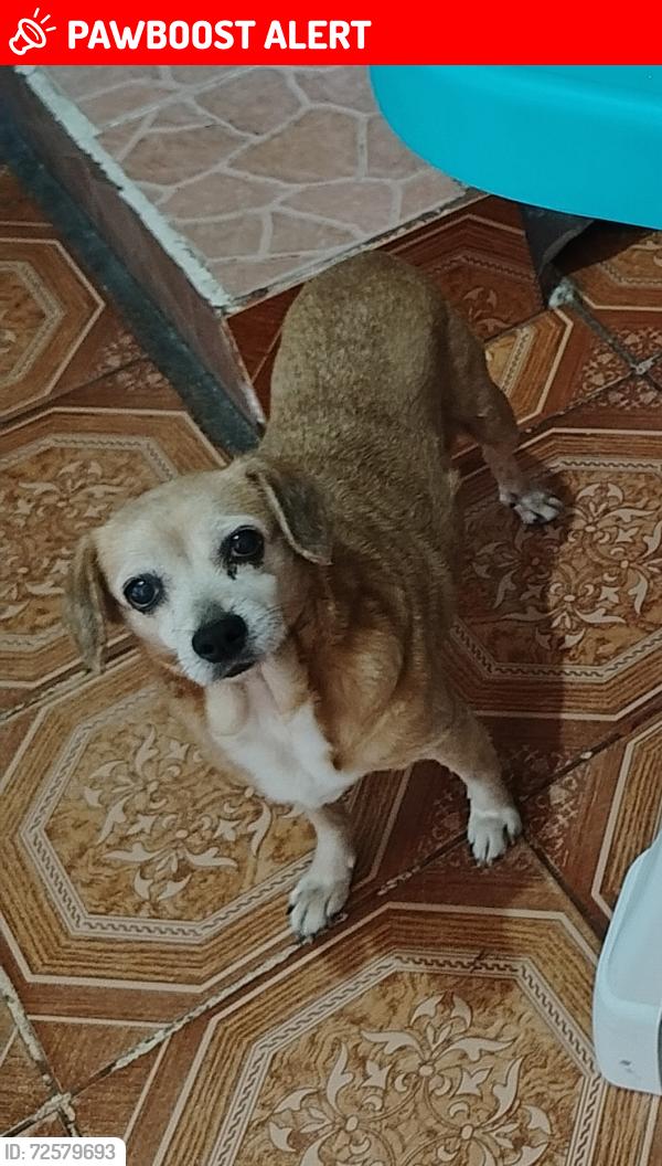 Lost Female Dog last seen 9a norte y 8a Oriente colonia las delicias, Tuxtla Gutiérrez, Chis. 29010