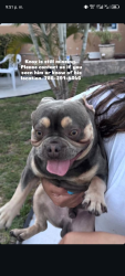 Lost Male Dog last seen Near 10 ave nw 41 st Miami , Miami, FL 33127
